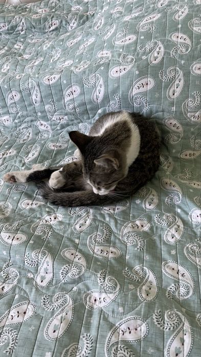 Котенок.