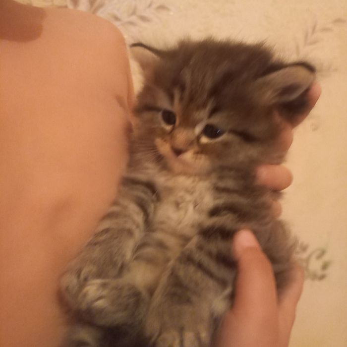 Британский котёнок мальчик 1 мес