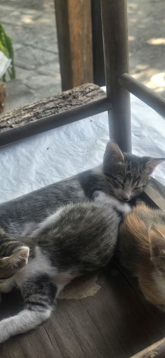 ПОДАРЯВАМ 4 малки котенца