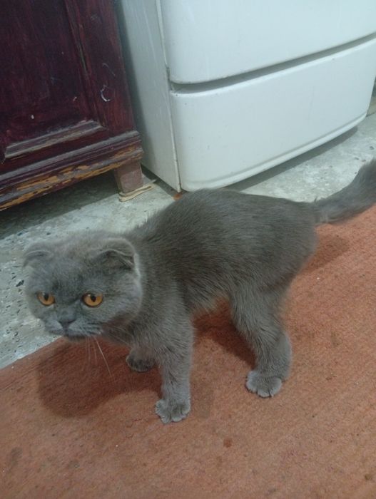 skotch fold Britaniya mushugi