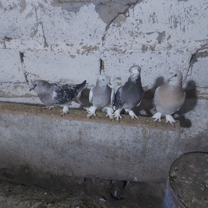 Такла насачуби двух чуби