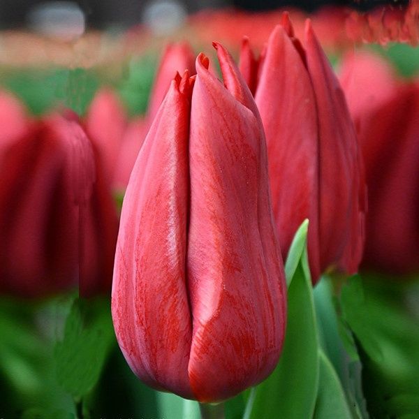 Тюльпаны в ассортименте