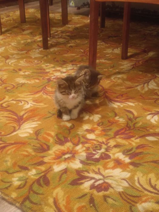 Отдам котят срочно