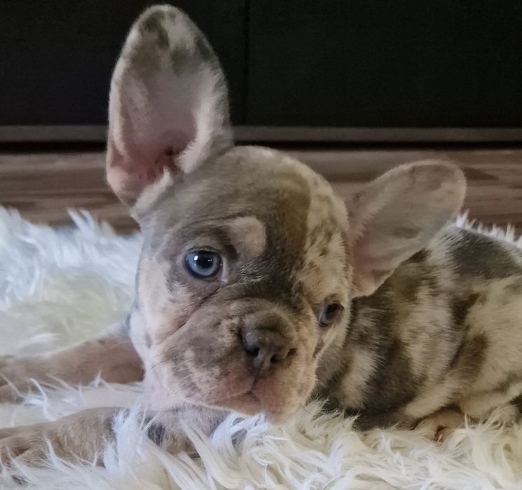 Bulldog Francez  merle