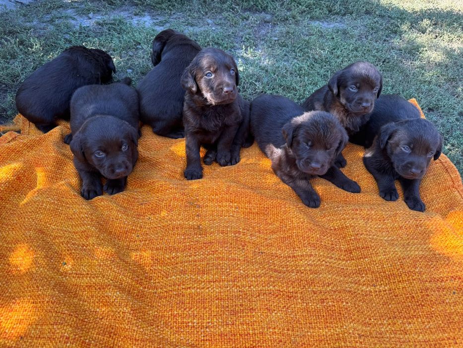 Pui  Labrador Retriever – 7 săptămâni, disponibili