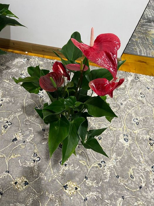 Антюрум гигант сорт