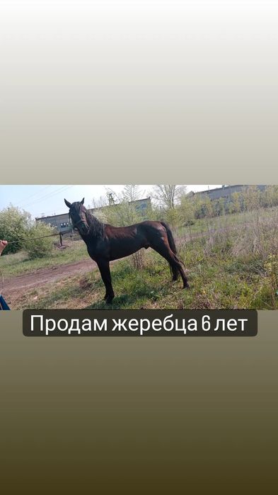 Сельхоз животные