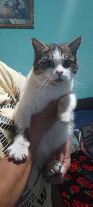 Котик отдам бесплатно  мальчик  год ,