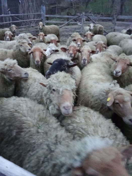Vând 40 de oi cu miel . 1000 lei / buc.