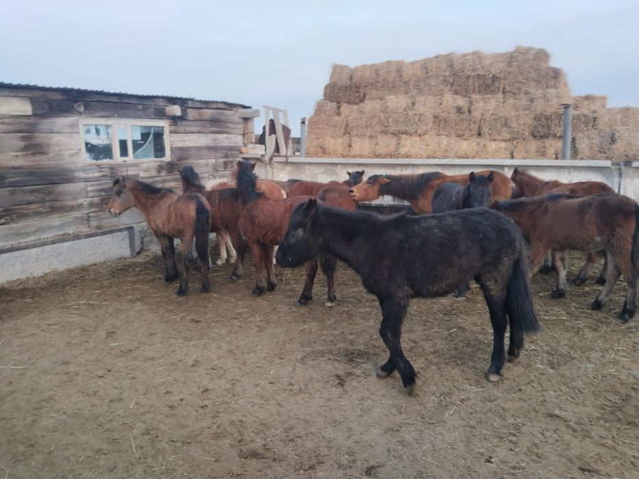 Жабагы сатылады .