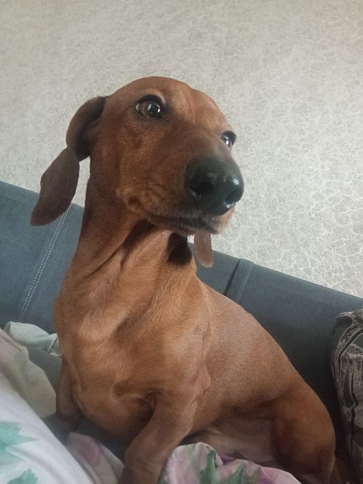 Такса, мальчик по имени Джерри ищет девочку