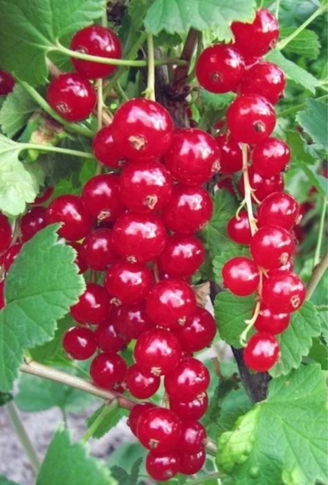 Саженцы красной смородины