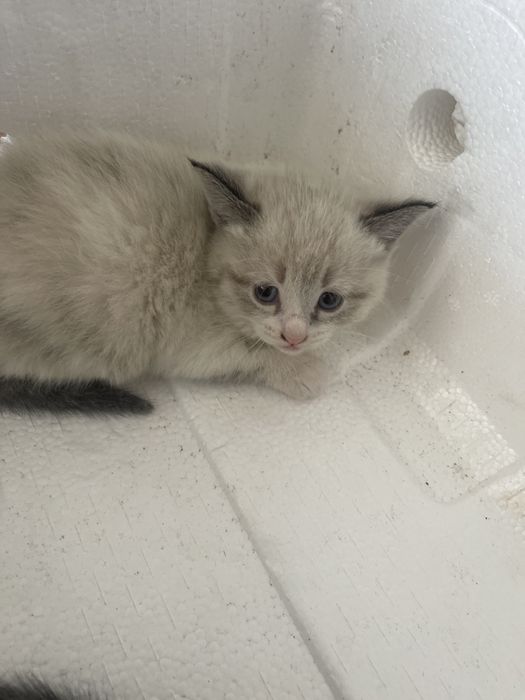 Отдам котенка, котят. Очень красивые.