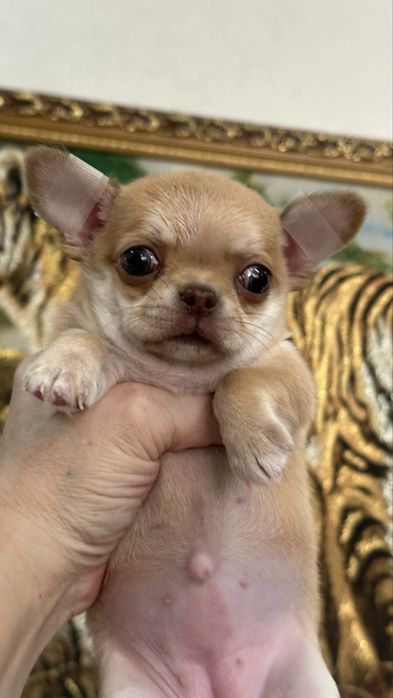 Кукольная малышка чихуахуа