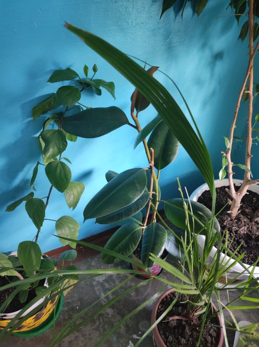 Комнатные растения