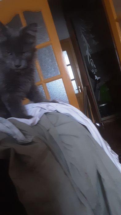 Продам котят помесных