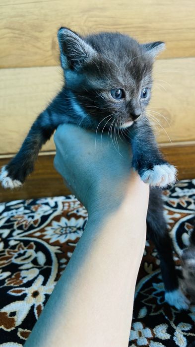 Бесплатно, отдам котят