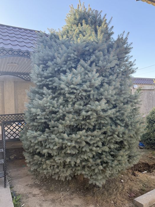 Голубой ель большие