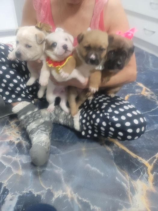 Отдам даром щенки