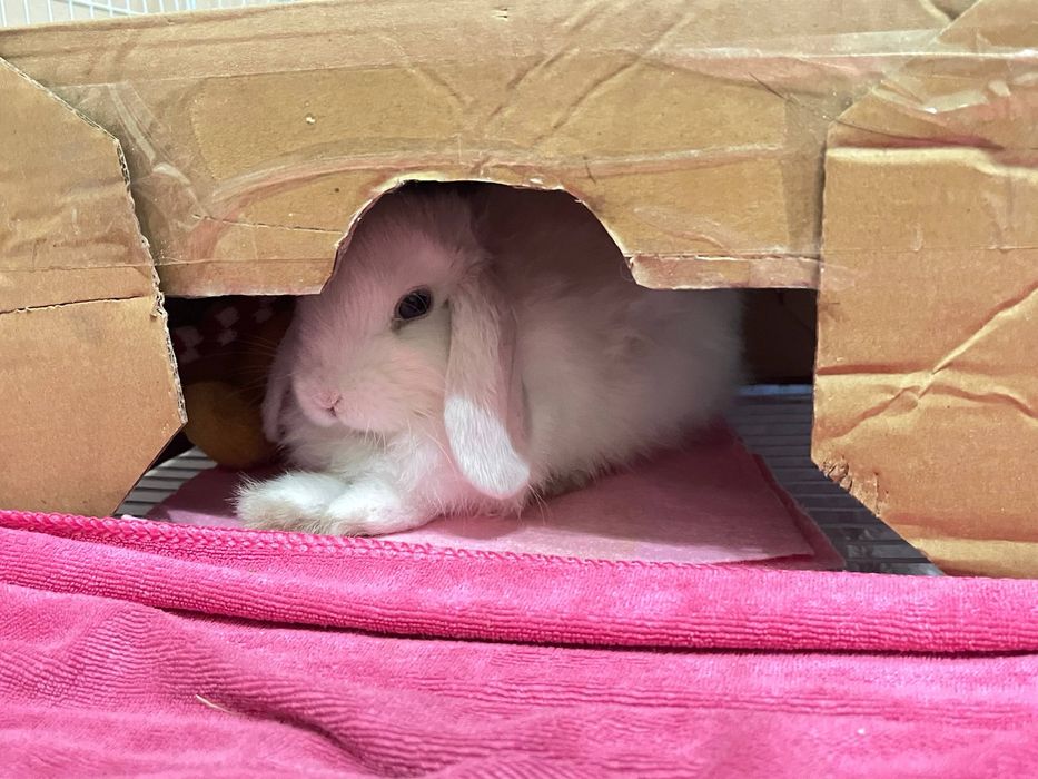 Вислоухий кролик