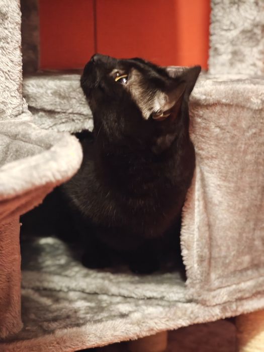 Pet Sitter Ilfov Popești Leordeni, cazare căței, pisici