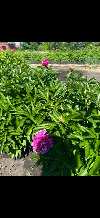 Продам дачу СО Ромашка