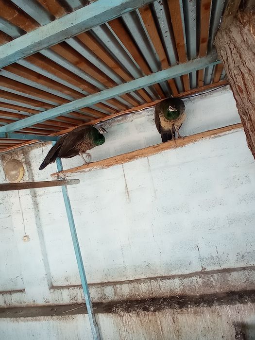 Авлак,,Императорский,, павлины взрослые,1 самец и 4 самки