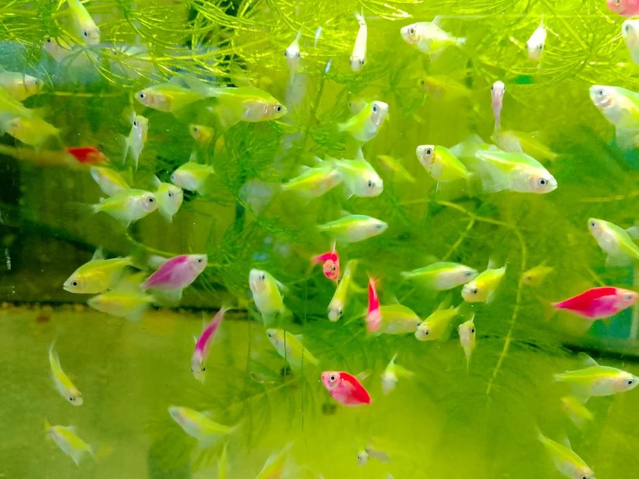 Продам тернеции.