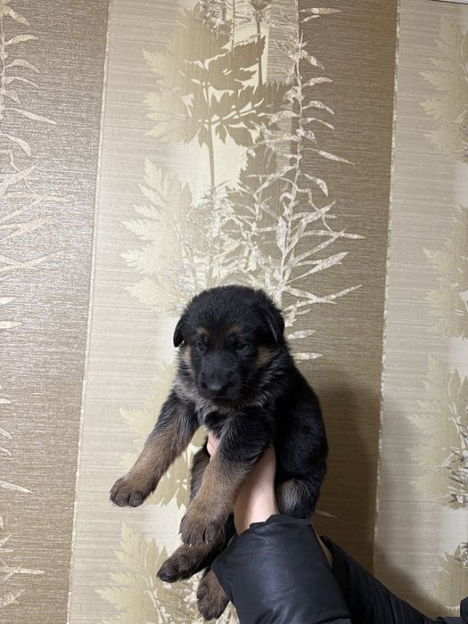 Продам щенят немецкой овчарки