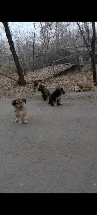 Щенки, в хорошие, добрые руки.