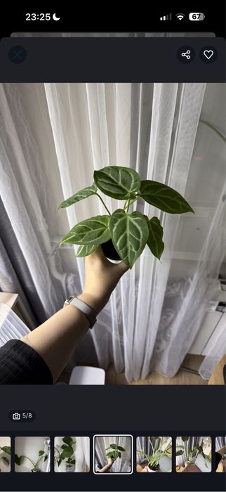 антуриум кристаллинум