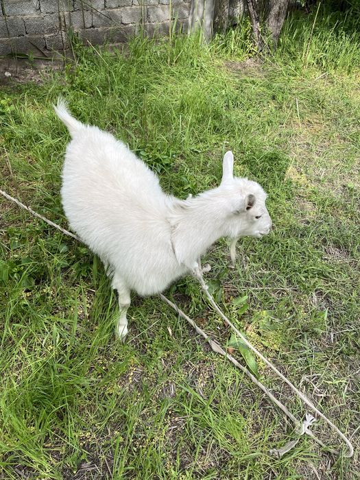 Продам Козу Порода Заненская