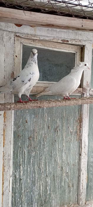 Голуби    Алматы