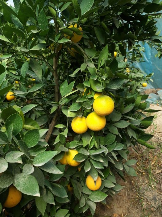 Лимон ва мевалари