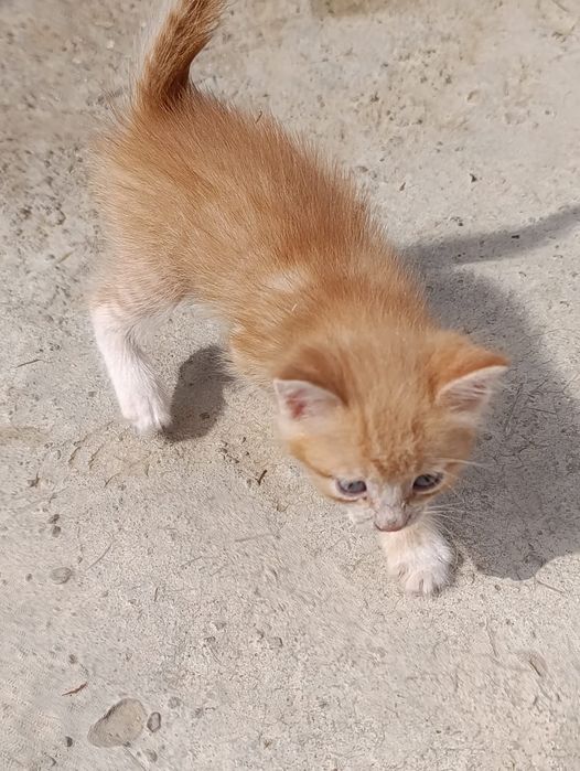 Котята мальчики и девочки ищут дом