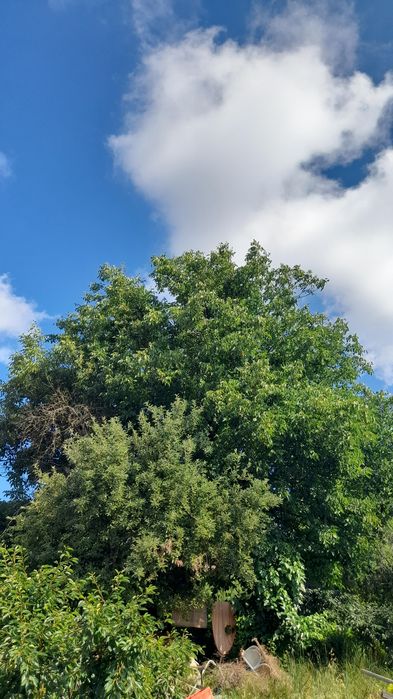 De vinzare pomi NUCIptr cherestea maturitate