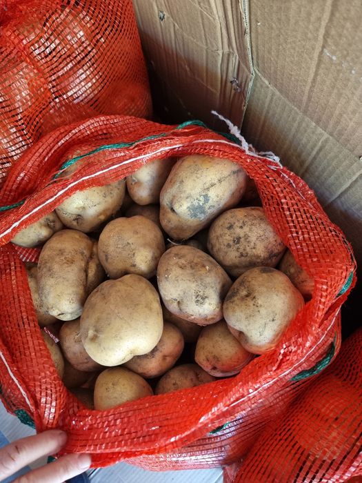 Продам картофель
