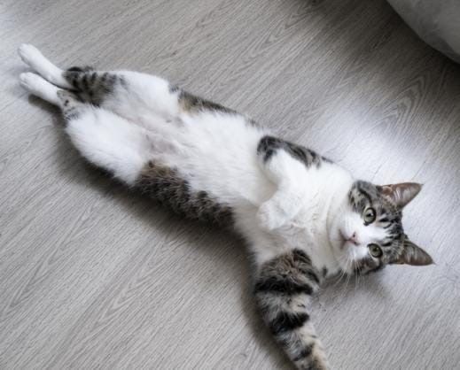 Кошечка НЮША ищет семью.