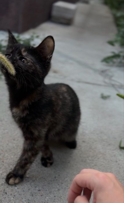 Котенок девочка в добрые руки
