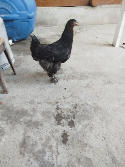 Brama tovuqlari sotiladi