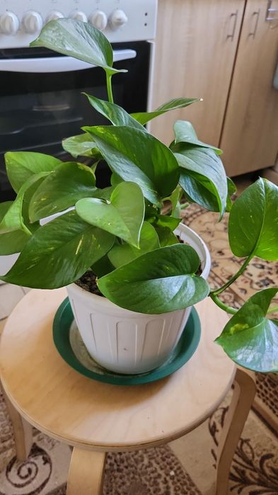 Комнатные цветы по 1000тг