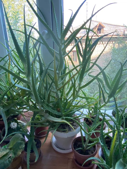 Продается лечебное АЛОЭ