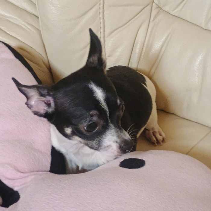 Fetiță 5 Luni Chihuahua /Ciuaua Toy
