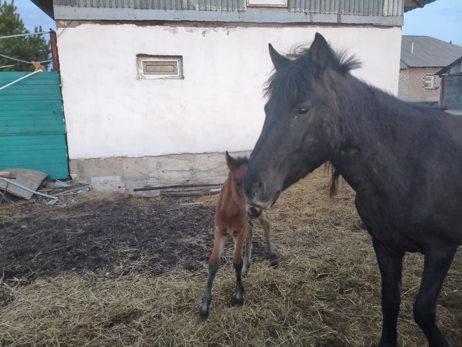 Кобыла с жеребенком