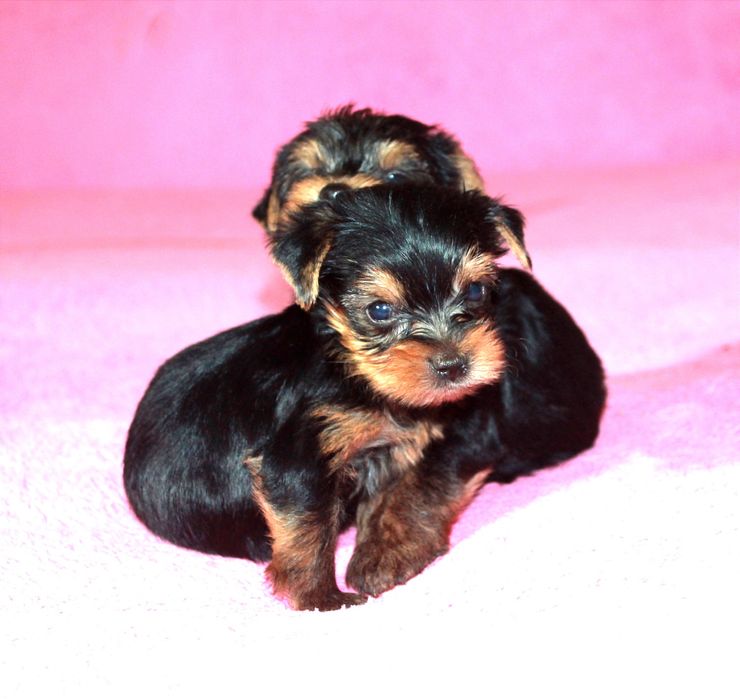 Клубные щенки йоркширского терьер, супер мини..