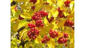 продам садовые цветы и ..