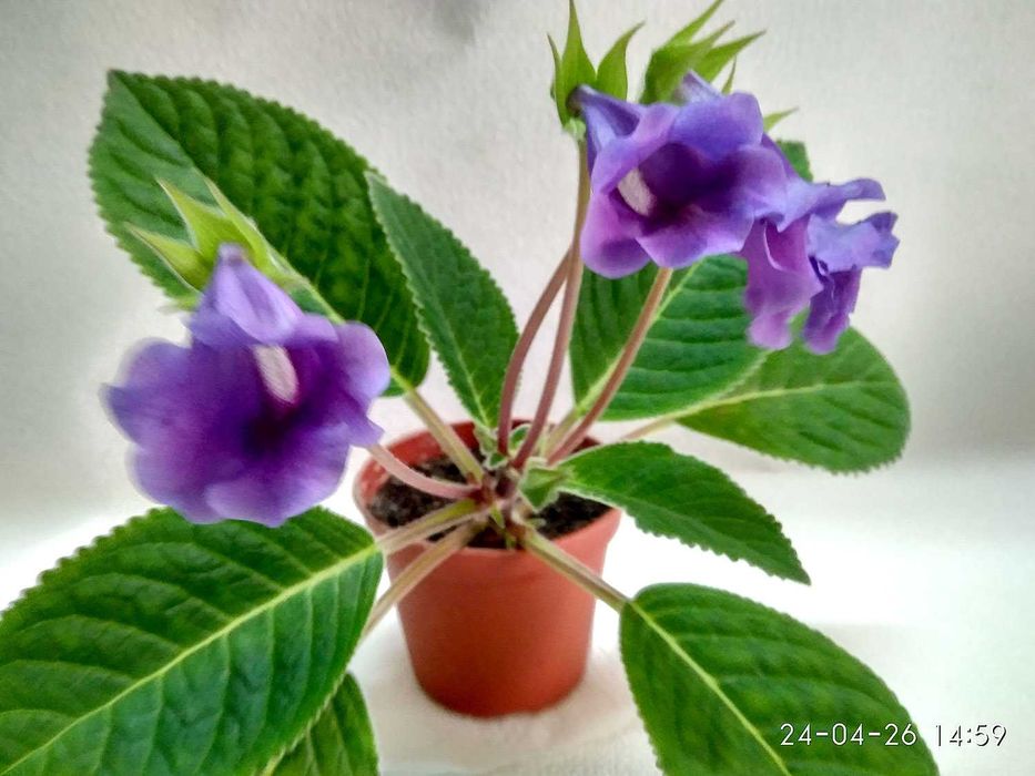 Продам комнатный цветок: Зацвевшую ГЛОКСИНЕЮ! - под пересадку.