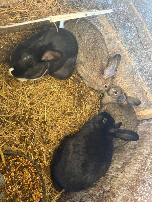 Iepuri de rasa/ Uriaș German