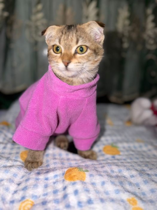Нежная девочка Ласка