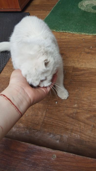 Ищем дом для кошечки